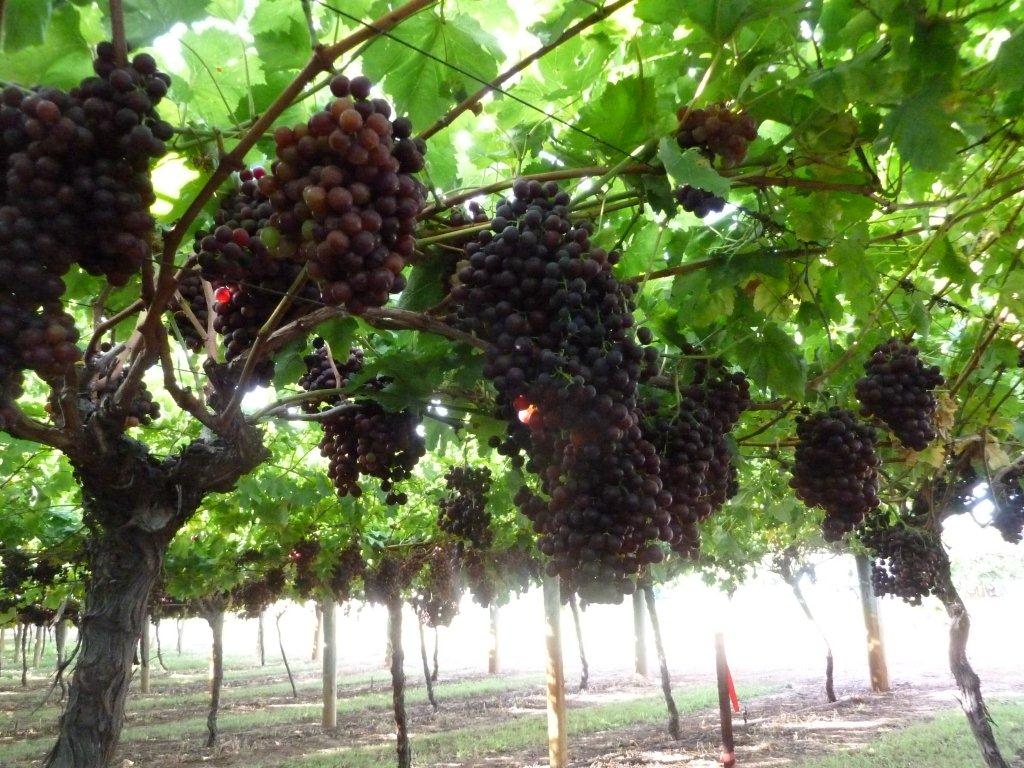 Kundid vineyard management - fertiliser trial 
